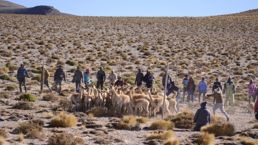 Avanza a paso firme la Esquila en Silvestría