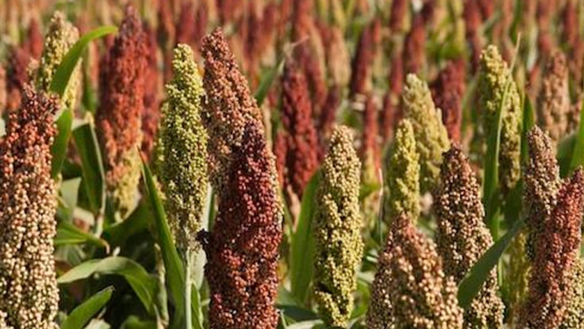 El boom del Sorgo