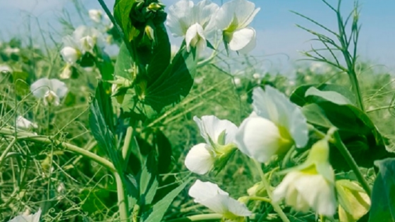 <Primogénita FCA-INTA, la primera variedad de arveja de semilla verde