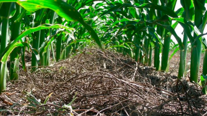 Investigación ayuda a agricultores a elegir los mejores cultivos para proteger suelos