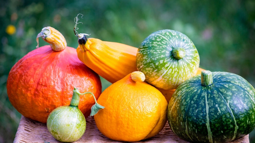 La calabaza de temporada y sus tipos: características, propiedades y cómo cocinar la hortaliza reina del otoño