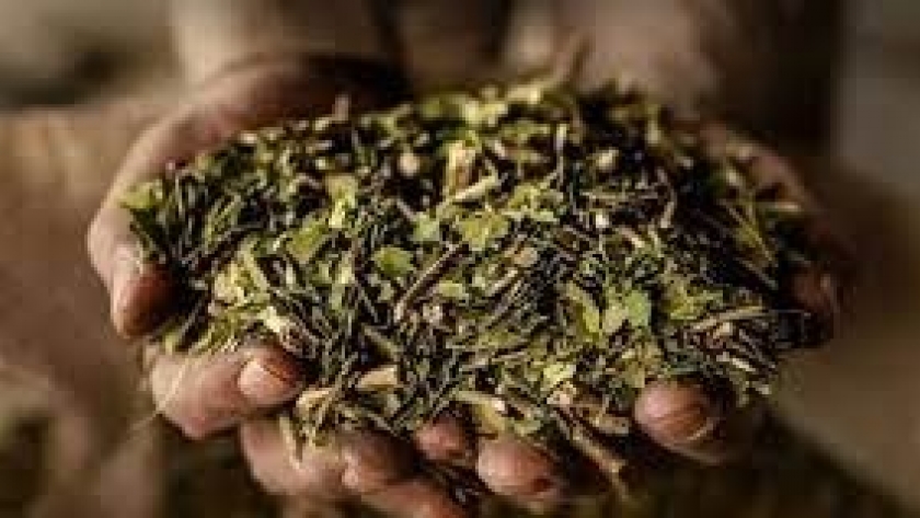 Conicet: logran activar carbonos que almacenan energía con yerba mate