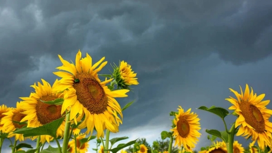 Las lluvias tardías alivian al girasol, pero complican al trigo