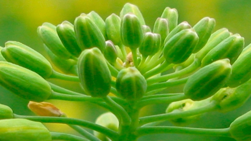 El cultivo de colza crece en España mientras en Europa su futuro es incierto