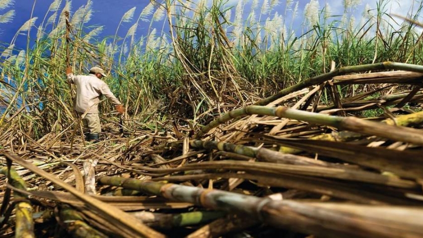La producción de azúcar en Brasil podría aumentar un 18,5%