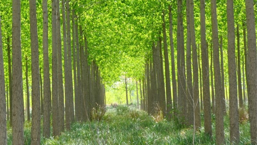 Los bosques son la solución natural frente al cambio climático