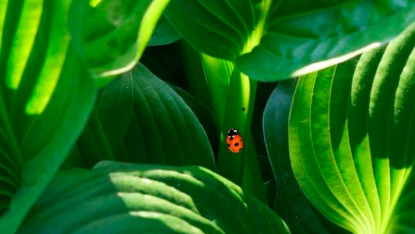 Los genes tomados de las bacterias permitieron que las plantas se mudaran a la tierra