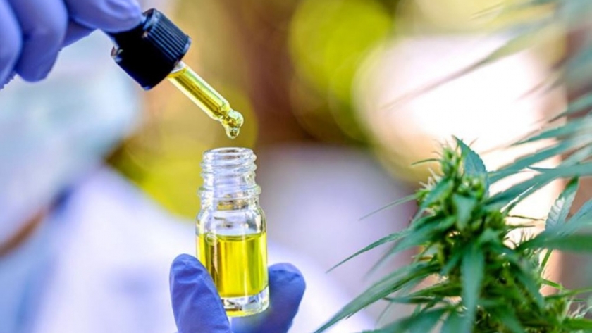 Cannabis en Argentina: Un panorama de la producción y su impacto
