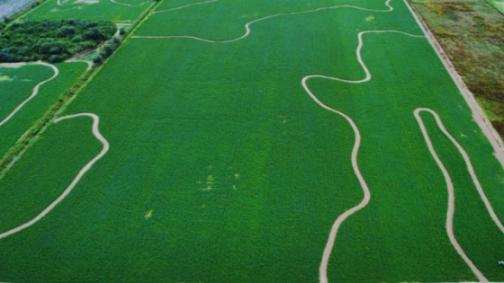 El manejo eficiente del riego define el futuro productivo de la alfalfa en el Río Dulce