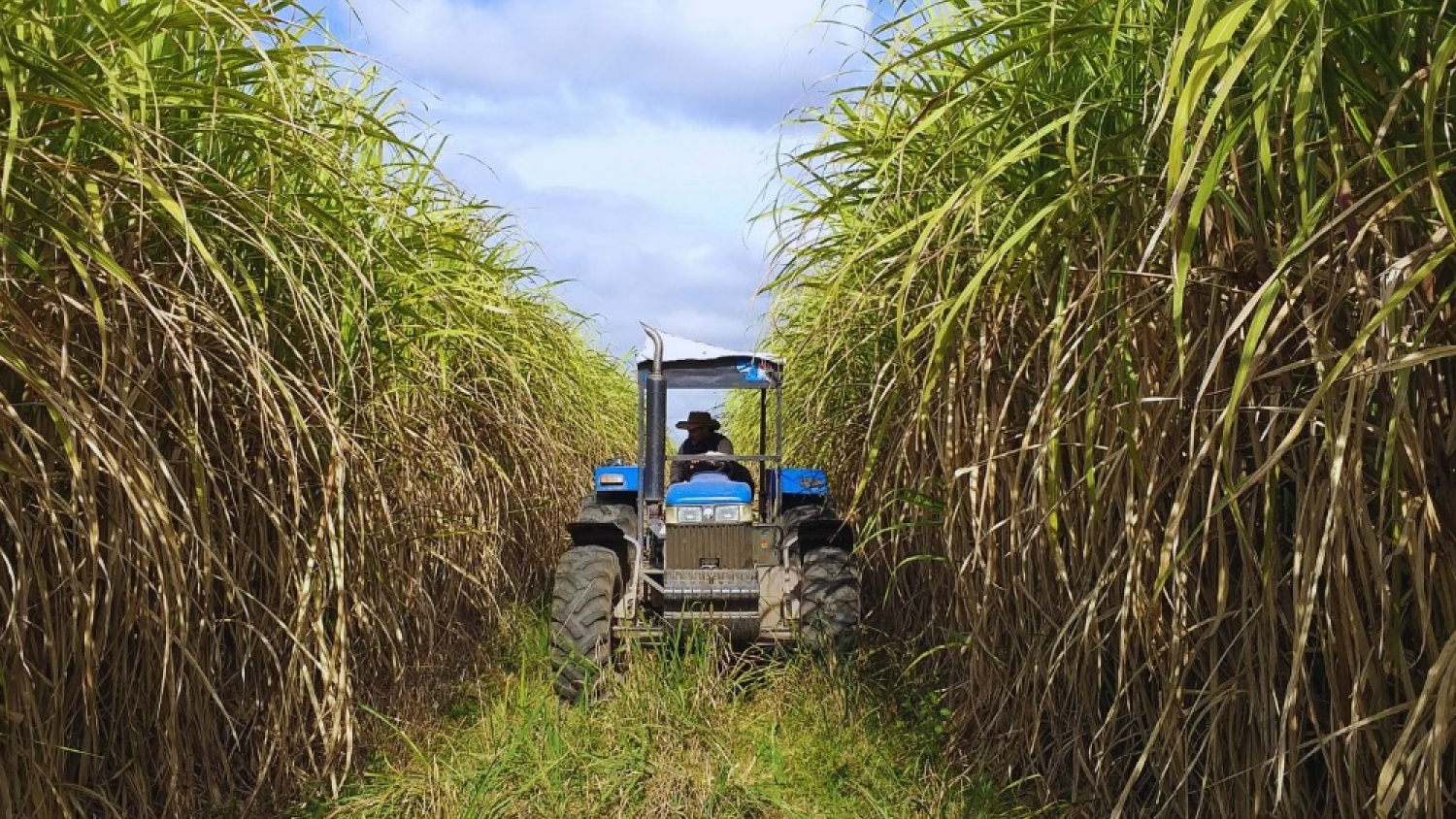 La zafra azucarera 2025 cerró en Argentina tras 220 días de actividad y 25 millones de toneladas de caña molida