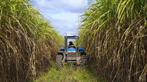 La zafra azucarera 2025 cerró en Argentina tras 220 días de actividad y 25 millones de toneladas de caña molida