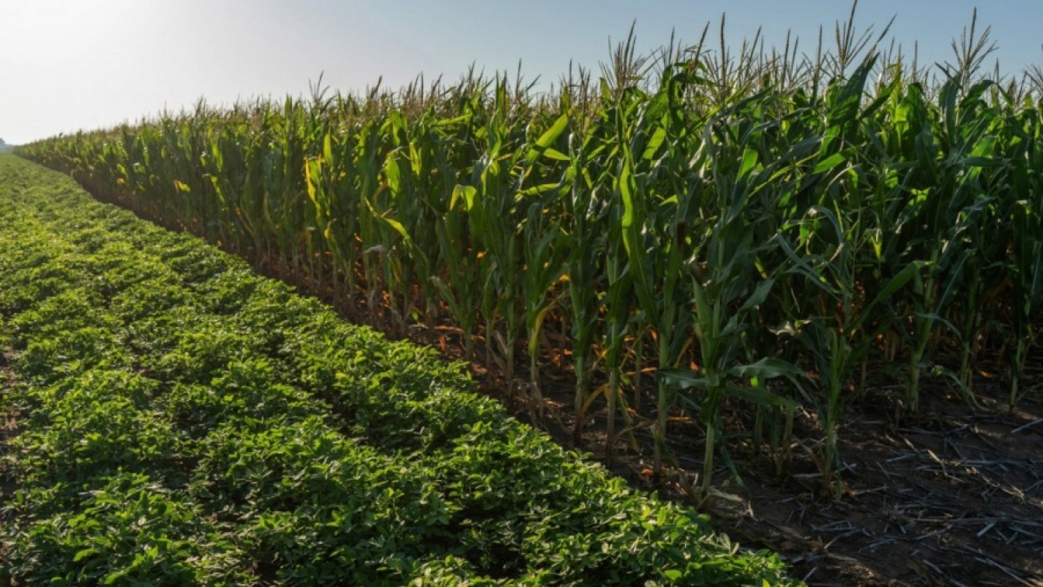 Campaña gruesa: productores acceden a nueva línea de créditos con subsidio provincial