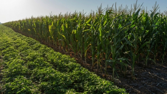Campaña gruesa: productores acceden a nueva línea de créditos con subsidio provincial