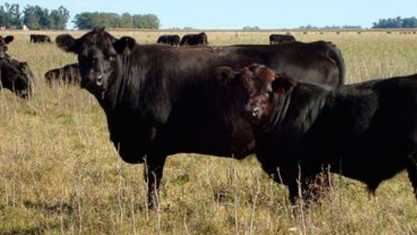 La Asociación de Angus comenzó a brindar servicio de Evaluación Genómica