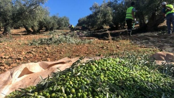 Del residuo al alimento: desarrollan en San Juan un suplemento animal a partir del descarte del aceite de oliva