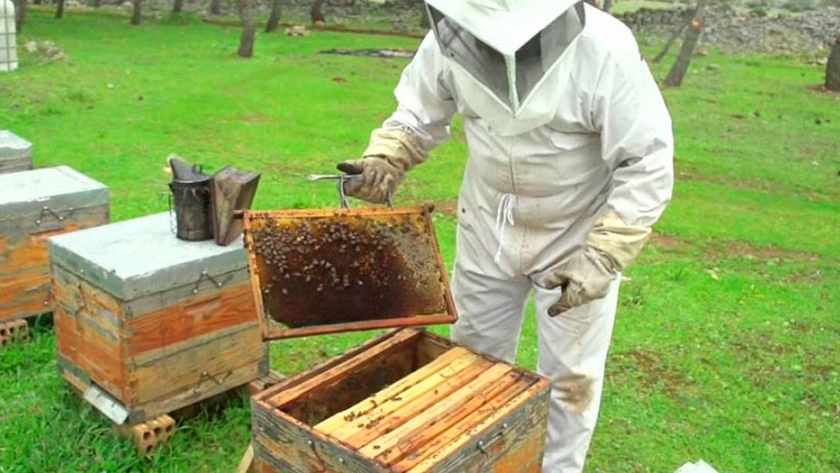 ¿Qué se está pagando por el kilo de miel al productor en el inicio de 2021?
