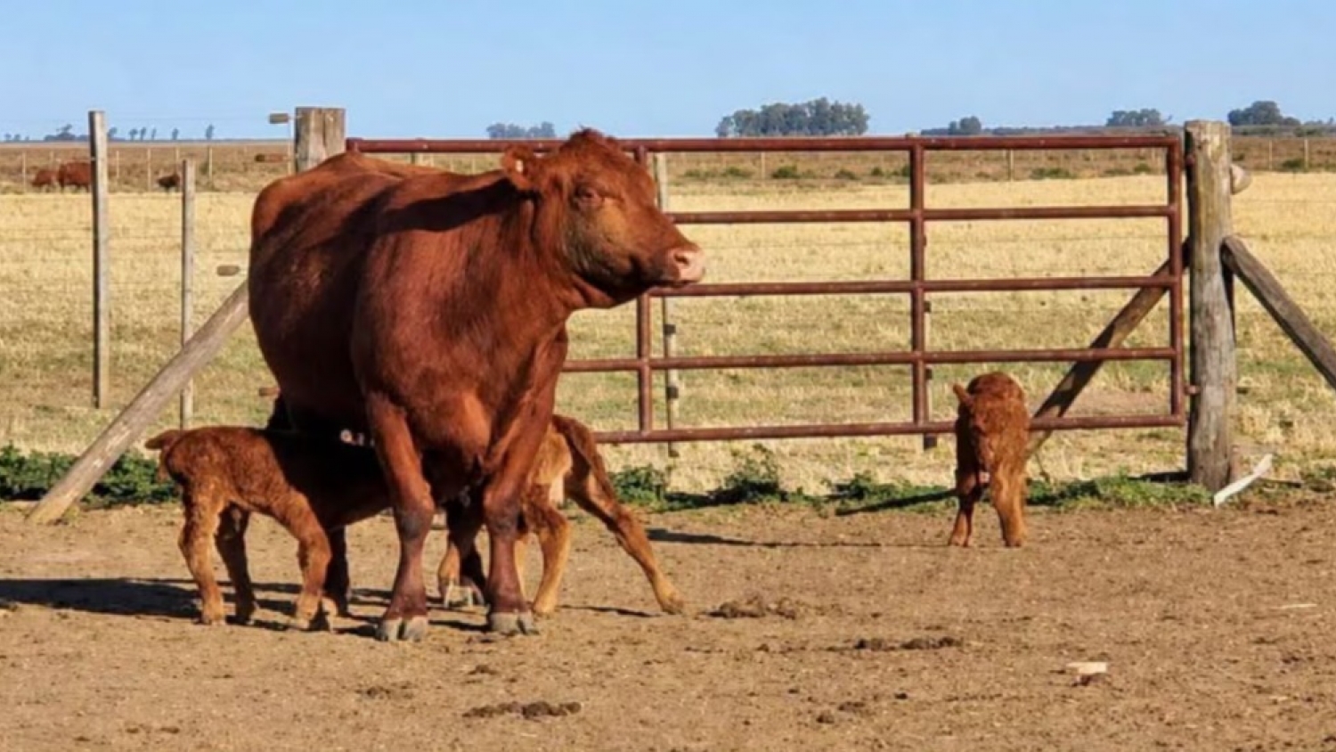 Un nacimiento excepcional en Córdoba: una Aberdeen Angus tuvo tres terneros en un mismo parto