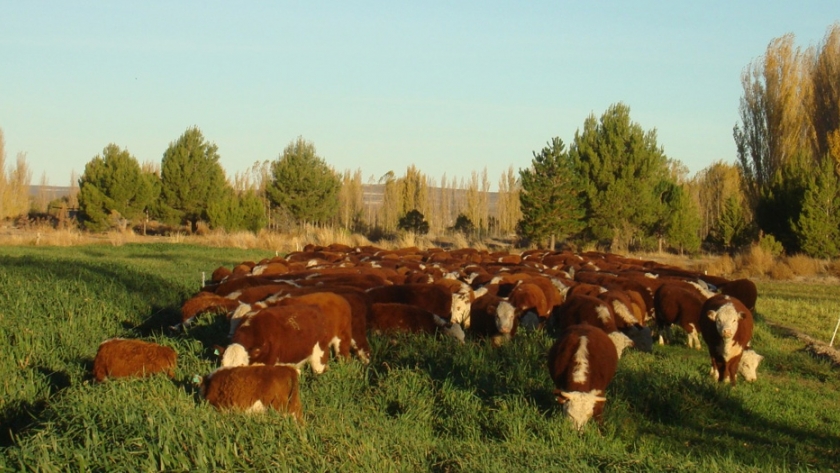 Provincia convoca a productores bovinos al foro 4 del clúster ganadero del VIRCh