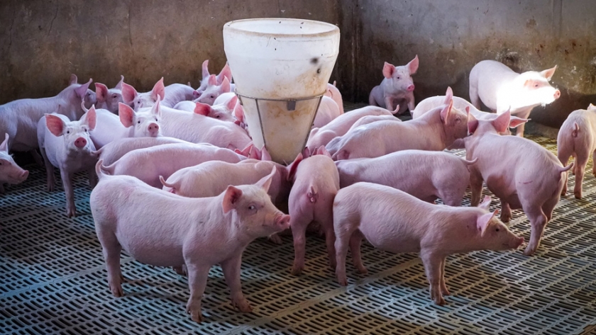 Productor de cerdos destacó acompañamiento del Gobierno en el marco de las políticas de soberanía alimentaria