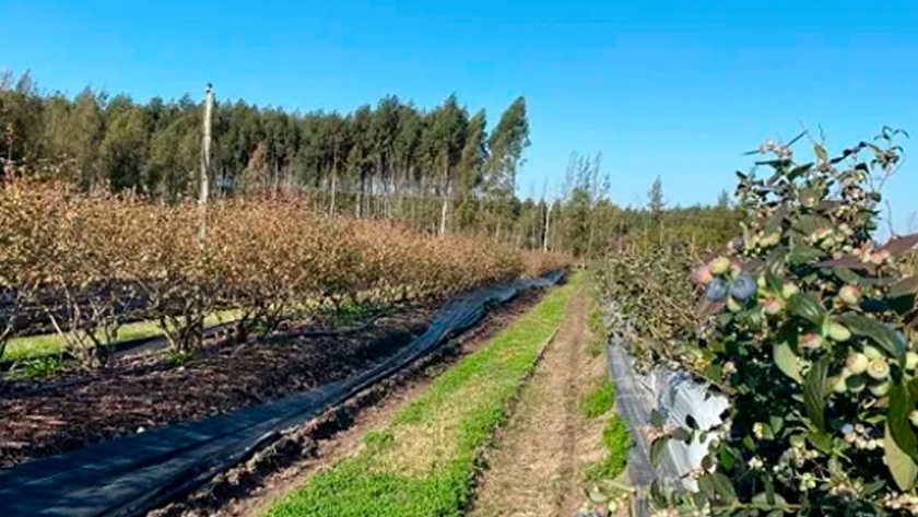Los arándanos que hacemos son deseados en el mundo