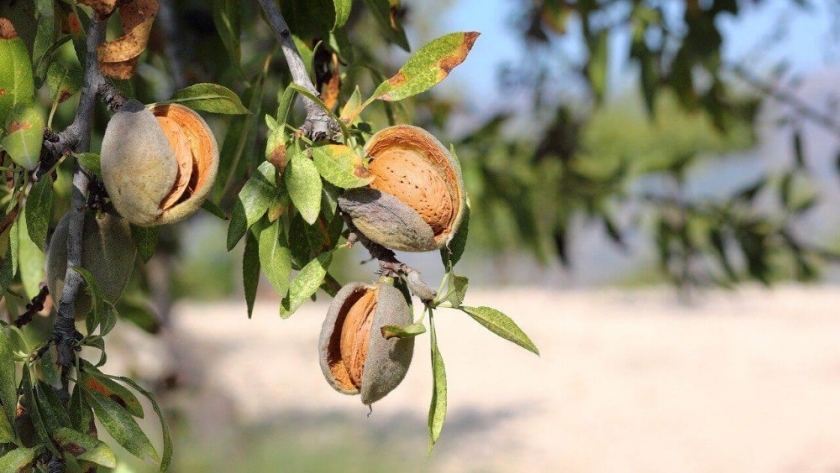 Asistencia financiera para un proyecto de almendros