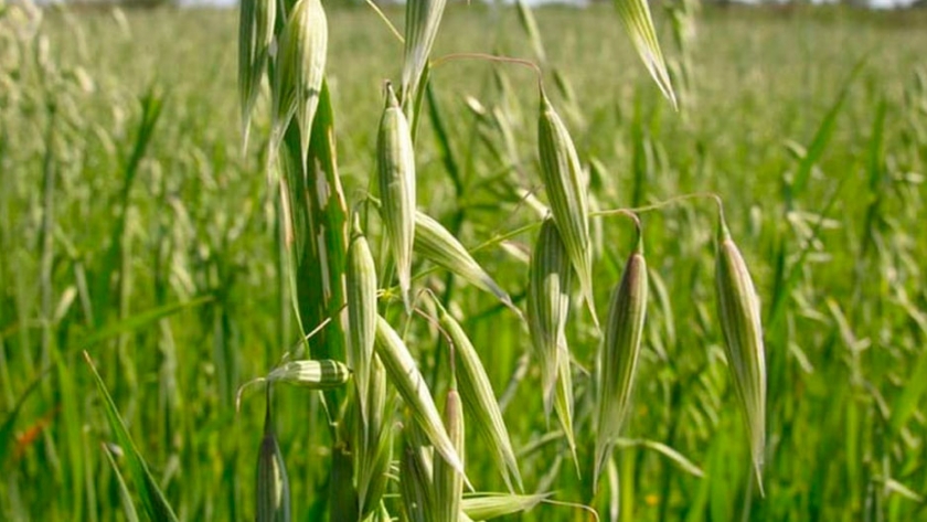 Avena versátil: grano, verdeo y silaje