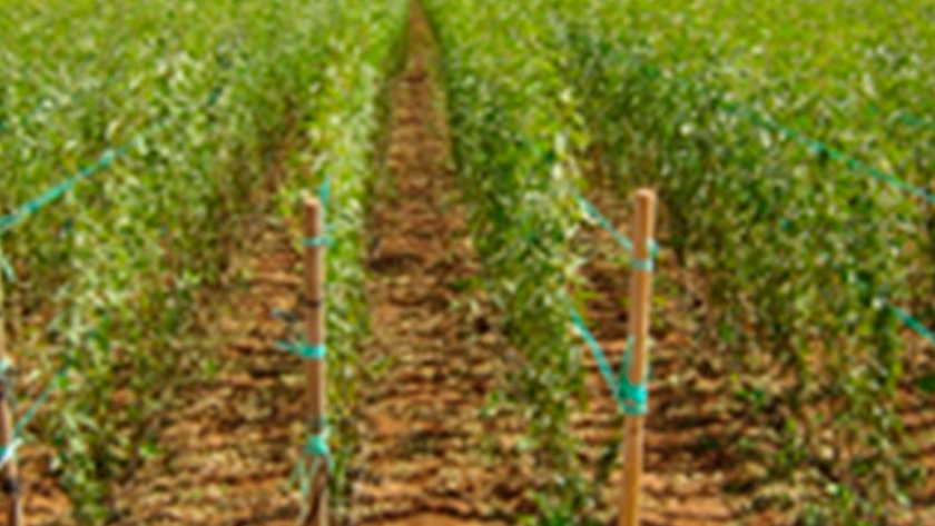 El Gobierno aprueba cambios sobre producción, control y certificación oficial de plantas de vivero y semillas