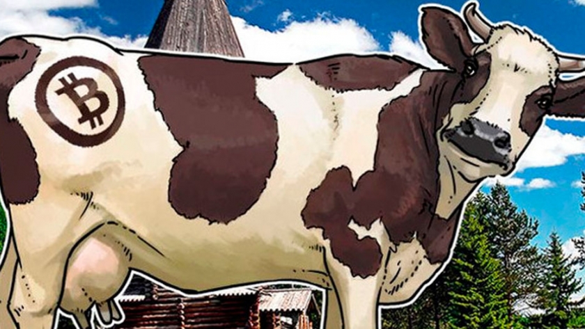 Argentina impulsa proyecto BitCow USA en EEUU. Una herramienta alimentada por Blockchain para tokenizar vacas