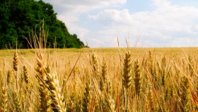 Termina la siembra de cebada en campos bonaerenses