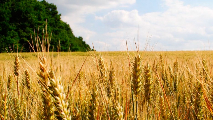 Termina la siembra de cebada en campos bonaerenses
