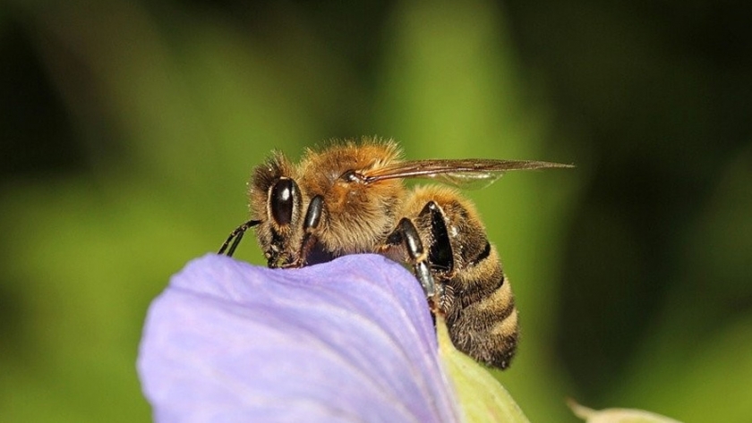 Arranca proyecto "Rescate de abejas Vanguardia" en Lara