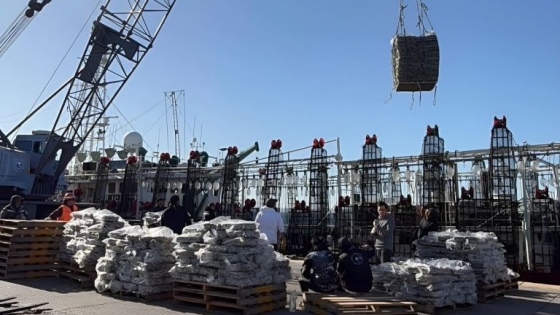 Mar del Plata: el pulso del puerto vuelve a depender de la pesca y el calamar sostiene el empleo