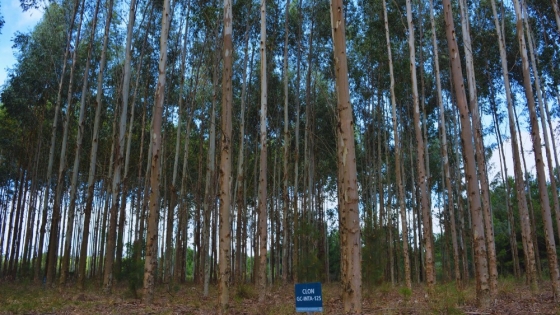 El INTA lleva más de 50 años de trabajo en investigación forestal