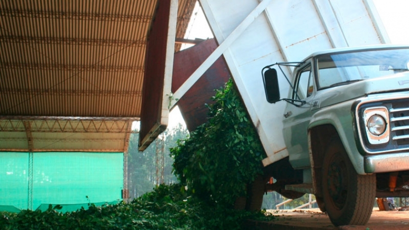 INYM intensificó los controles en el traslado de hoja verde de yerba mate