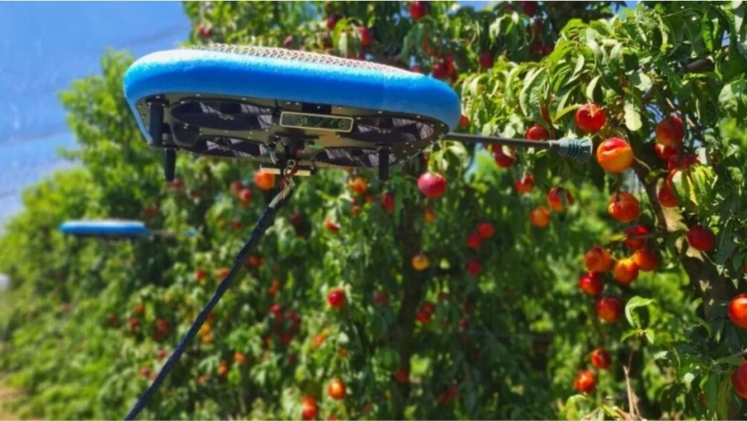 Funciona con IA: en Israel cosechan una fruta con una impactante tecnología