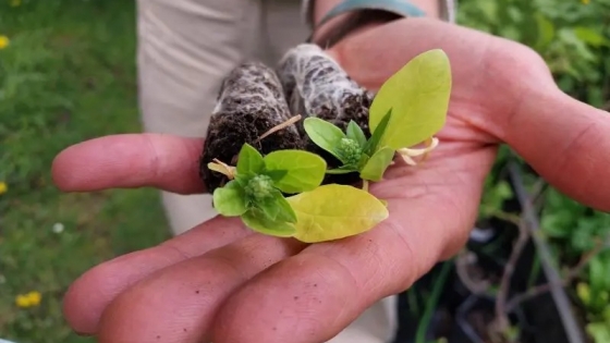 Siembra tardía: una solución para la agricultura en Tierra del Fuego