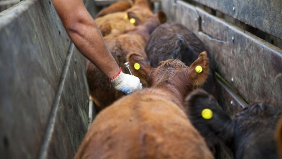 Preocupación mundial por los nuevos casos de fiebre aftosa