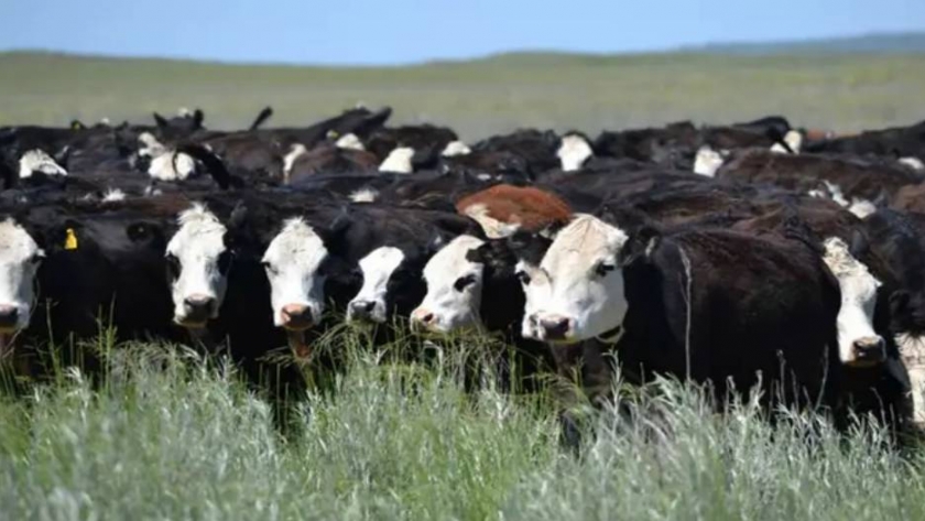 Cruzamientos: una estrategia poderosa y de bajo costo para producir más carne