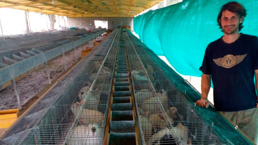 Carne de conejo: producción que intenta sostenerse aún en tiempo de pandemia