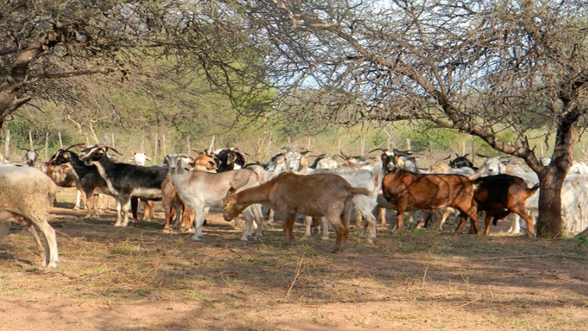 Evalúan estrategias de pastoreo con cabras y ovejas