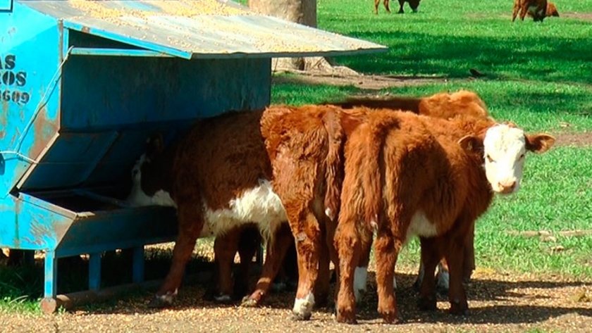 Con feedlots ecológicos y destete precoz mejoran los rendimientos