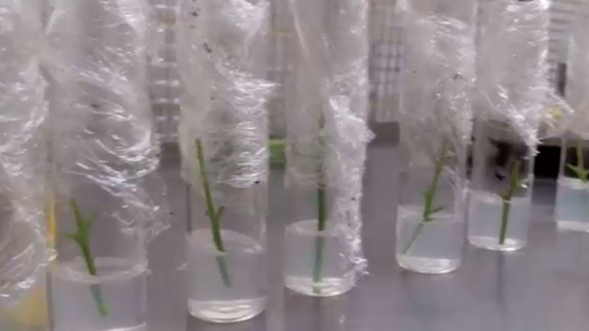 Vinculación entre centros de investigación y escuelas agrotécnicas para formar una Red de Biotecnología vegetal