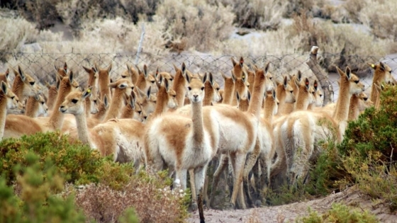 Catamarca inicia temporada de esquila de vicuñas en silvestría