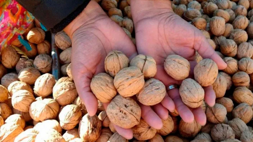 La exportación de nueces se afianza en toda la región