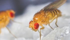 Activan dispositivo emergente contra mosca del Mediterráneo