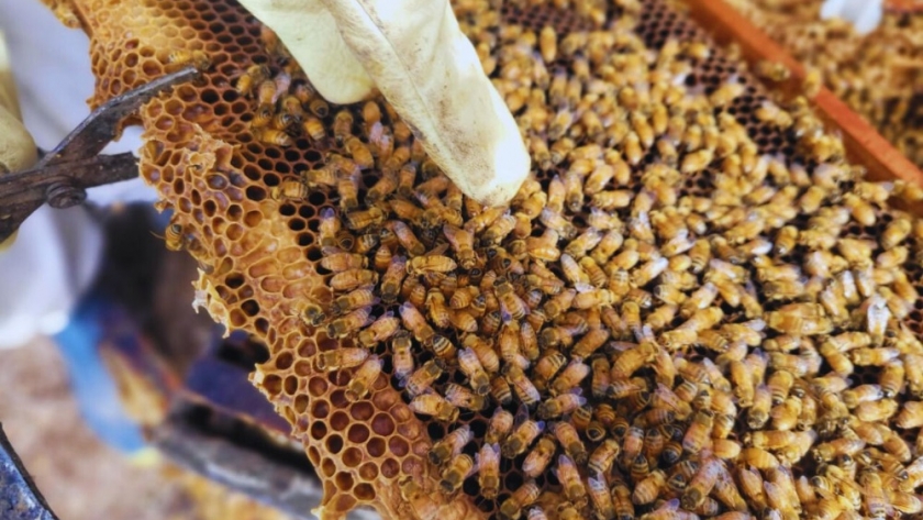 Evalúan parámetros productivos en abejas reinas adaptadas regionalmente