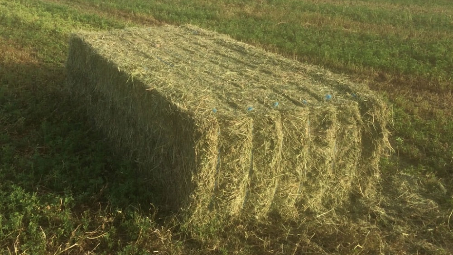 Más de 700 toneladas de alfalfa argentina se exportaron a Emiratos Árabes Unidos