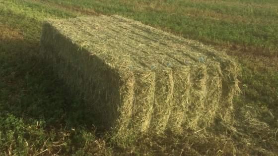 Más de 700 toneladas de alfalfa argentina se exportaron a Emiratos Árabes Unidos