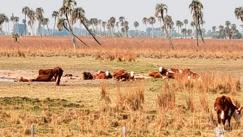 El Gobierno declaró emergencia agropecuaria en 13 Departamentos de Corrientes