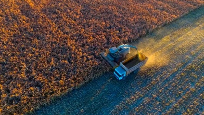 Cómo se produce el cultivo ideal para resistir sequías, inundaciones y olas de calor: rinde en promedio de 36,5 quintales por hectárea